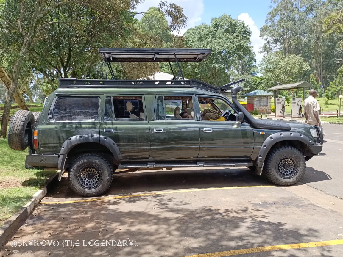 Safari wildlife